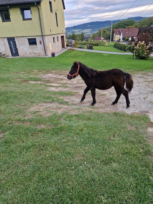 Sprzedam ogiereka kucyka.