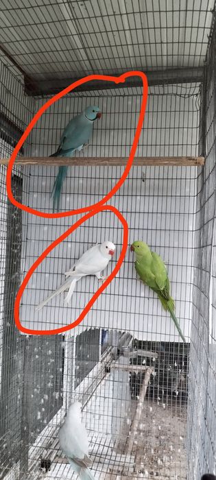 Disponível casal de ring neck