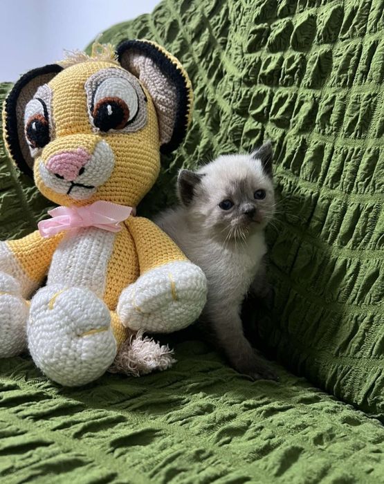 Кіт, кошеня,котик