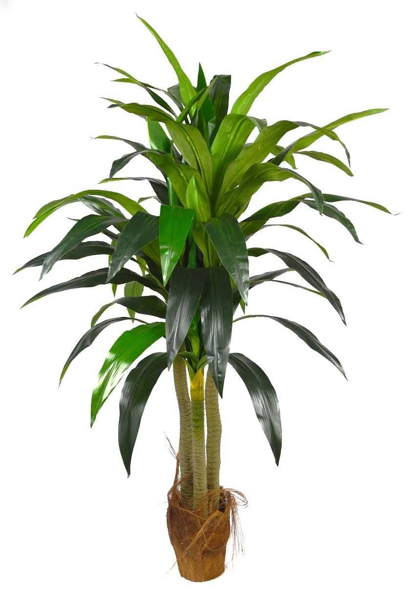 Dracena sztuczne drzewko kwiat roślina donica175cm