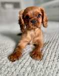 Cavalier king charles spaniel/piesek