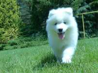 ... Samoyed / samojed dziewczynka FCI ZKwP 2025 Wildness Siberian ...