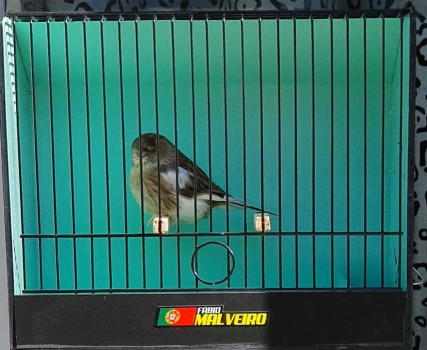 Canários para Venda.