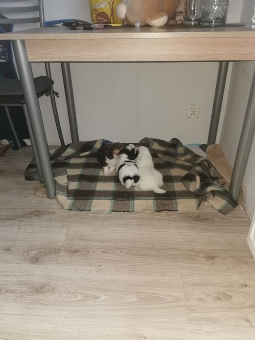 Oddam pieski malutkie kundelki