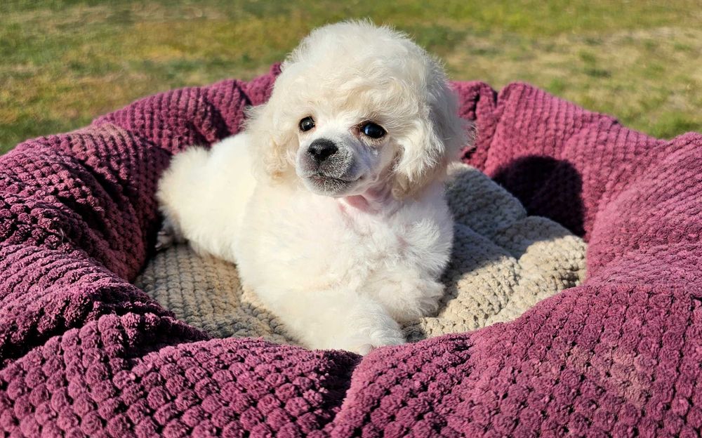 Білий хлопчик пудель