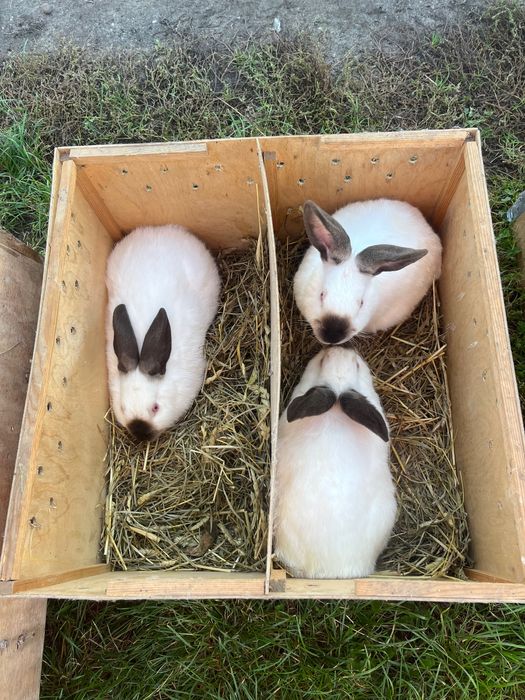 Sprzedam Młode Króliki KC