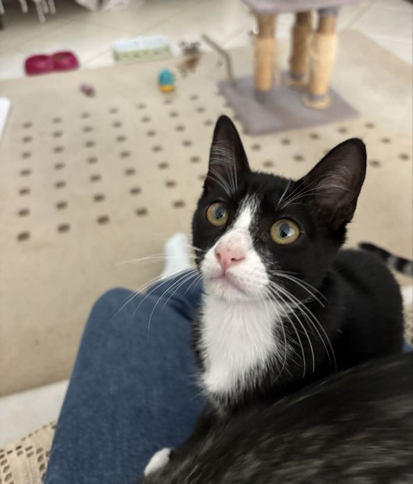 Gatinho com 4 meses para adoção responsável