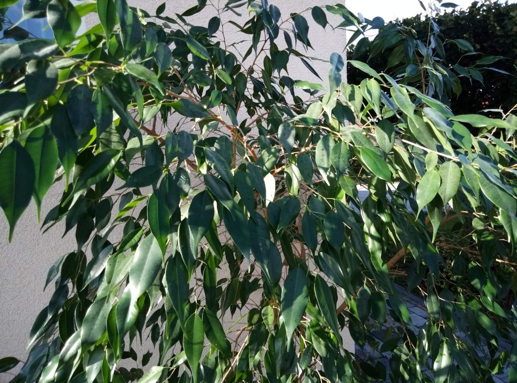 Ficus Ficus Benjamina 1,80m
Drzewko zadbane, zdrowe, rośnie bez proble