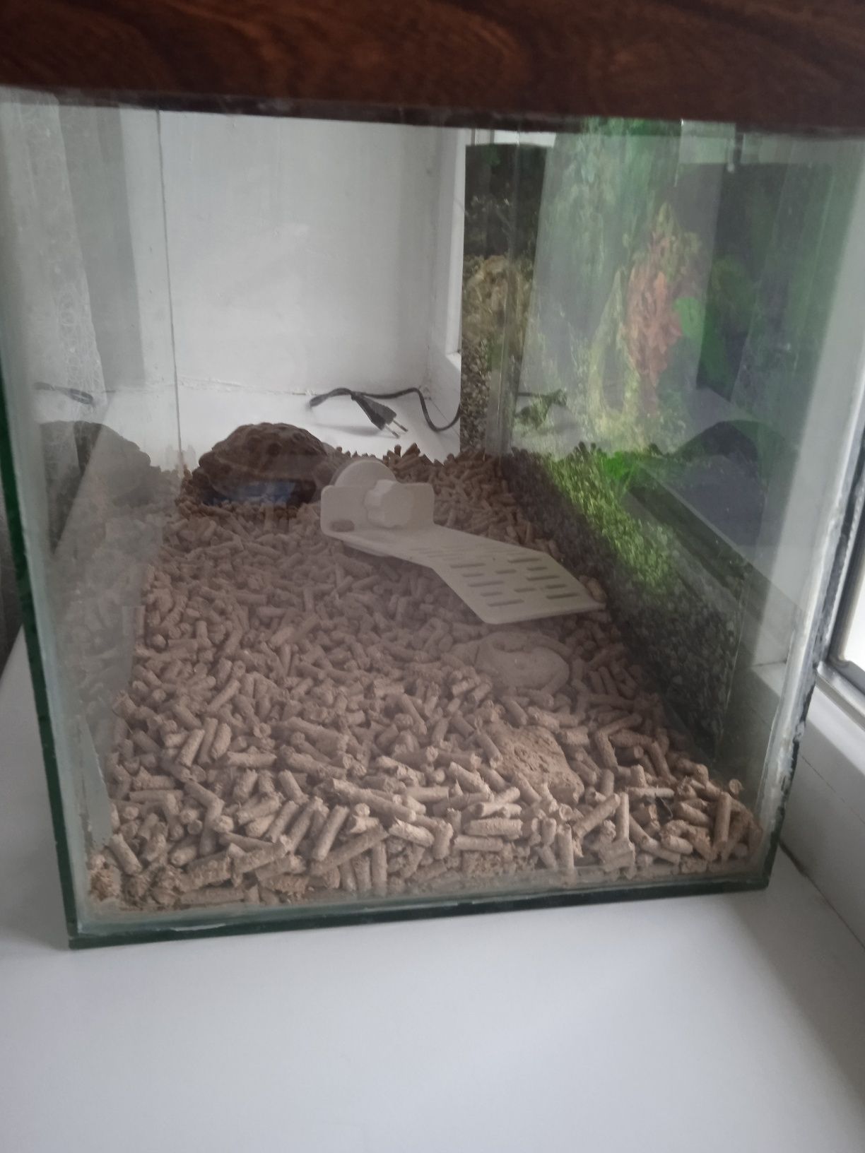 Черепаха з акваріумом