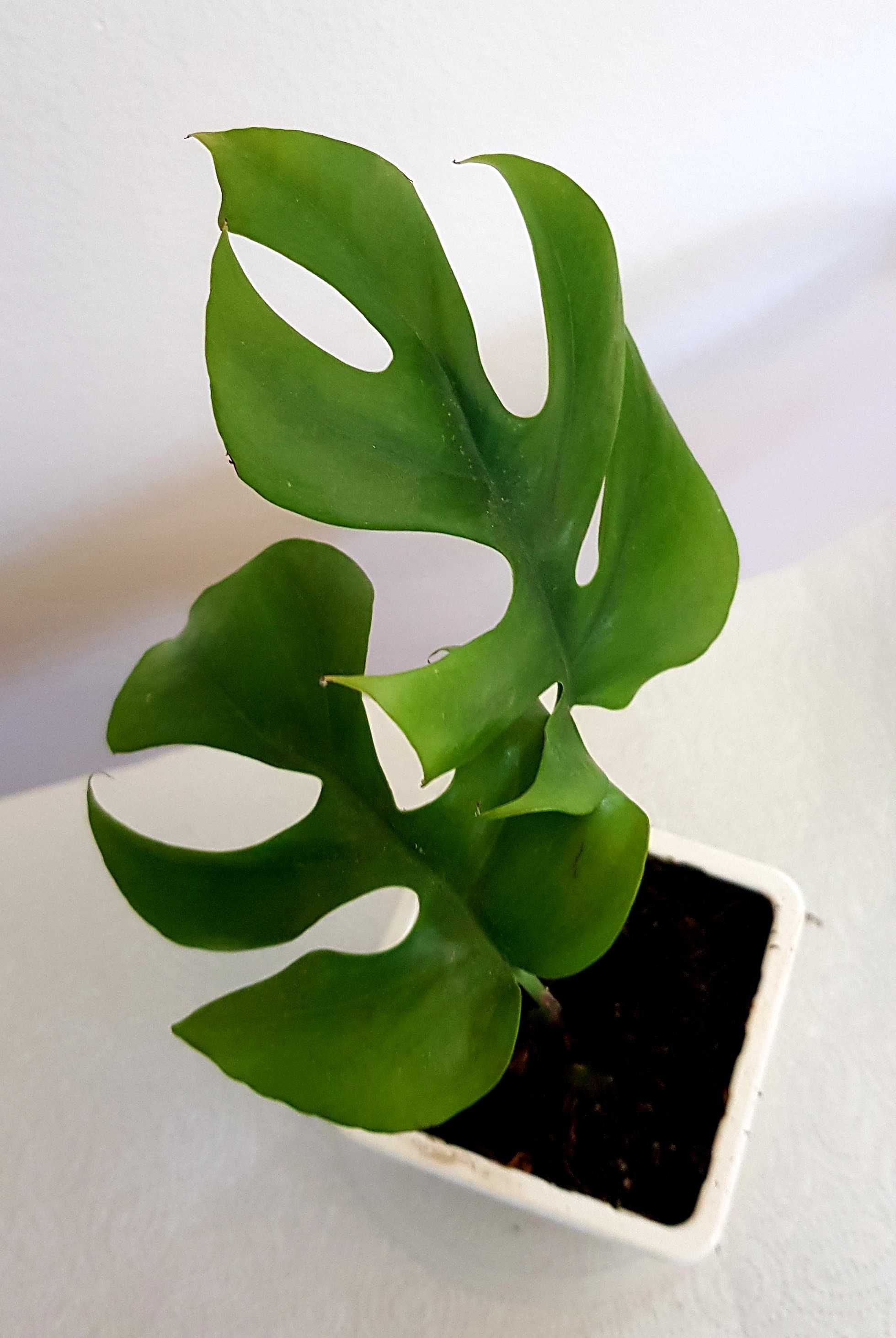 Monstera MINIMA rhaphidophora tetrasperma 2w1