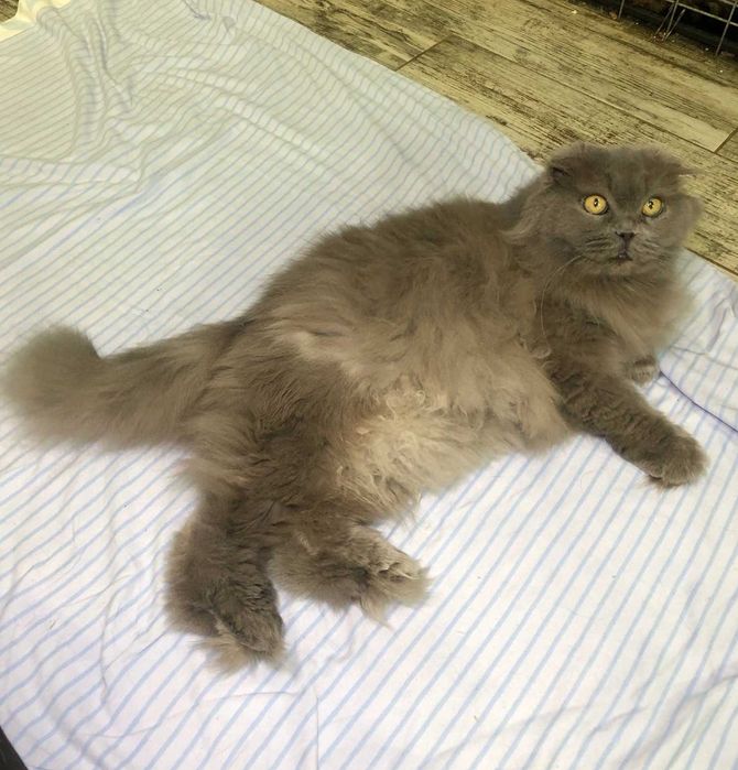 Вислоукая Шотландская кошечка Коша, впедная красотка, 2-3 года