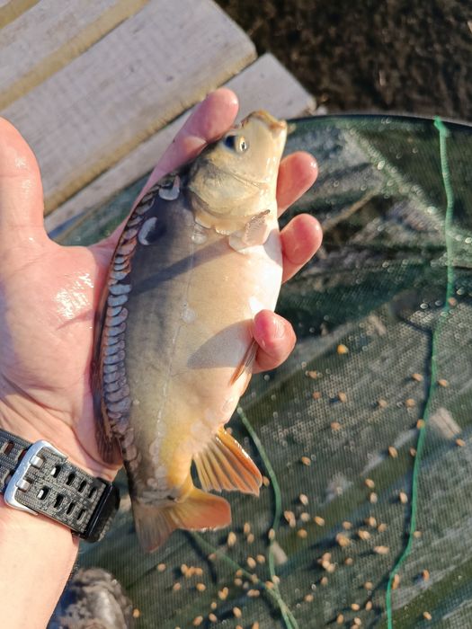 Sprzedaż karp kroczek i narybek