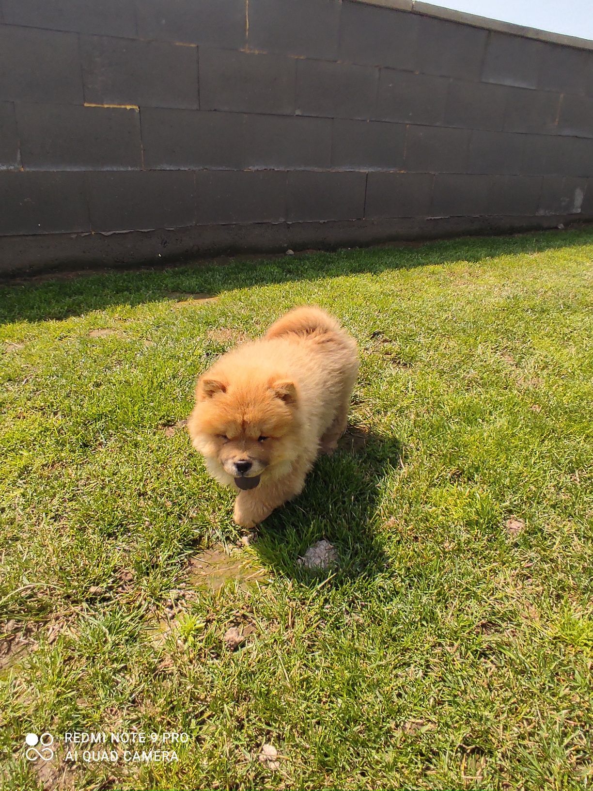 Chow chow piesek