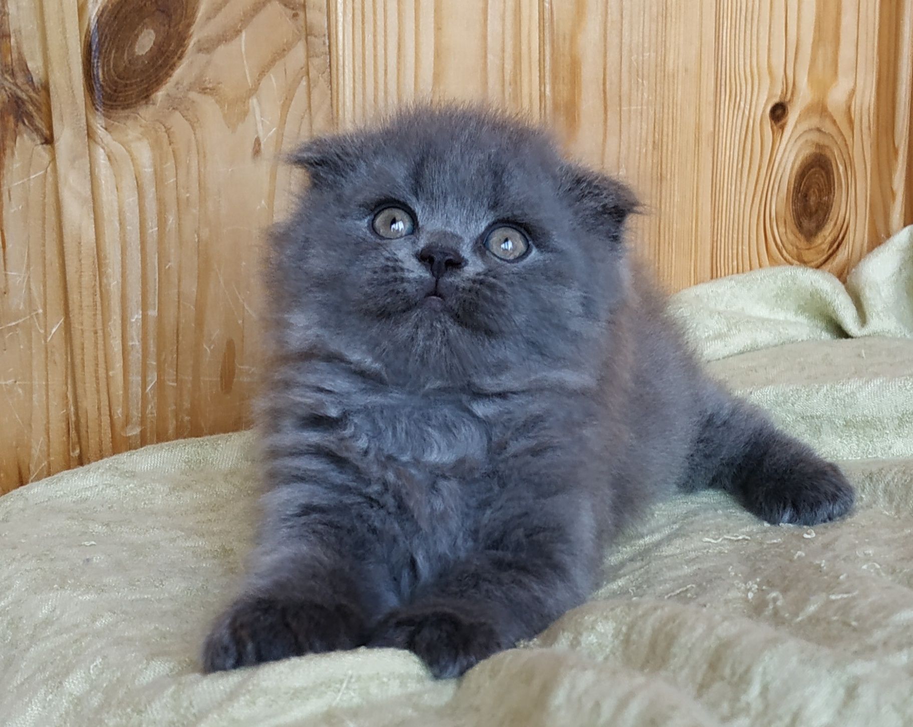 Котик висловухий хайленд