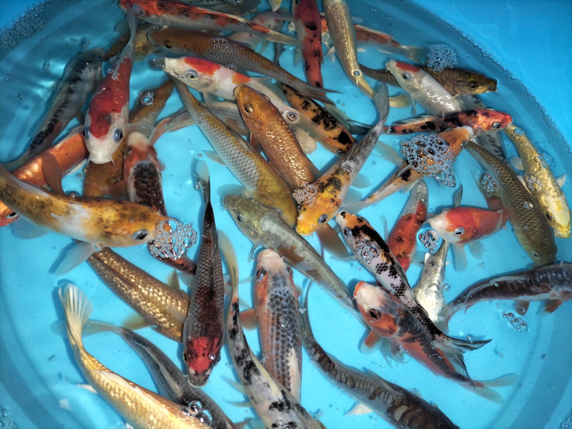 Carpas Koi  + 15 cm