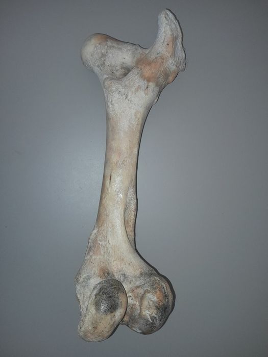 Zestaw kości do nauki anatomi zwierząt.