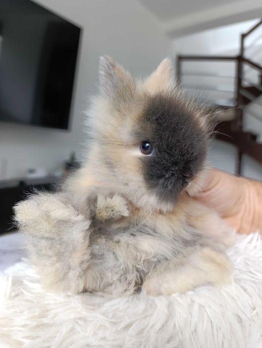 Mini lop karzełek Teddy hodowla zarejestrowana