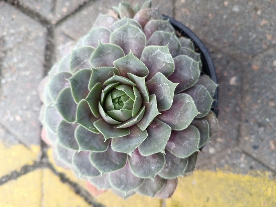 Rojnik Big Sam pakiet x 3