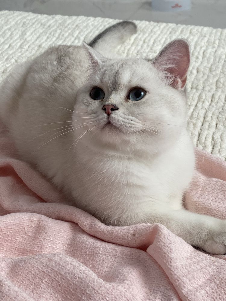 Золотая шиншилла