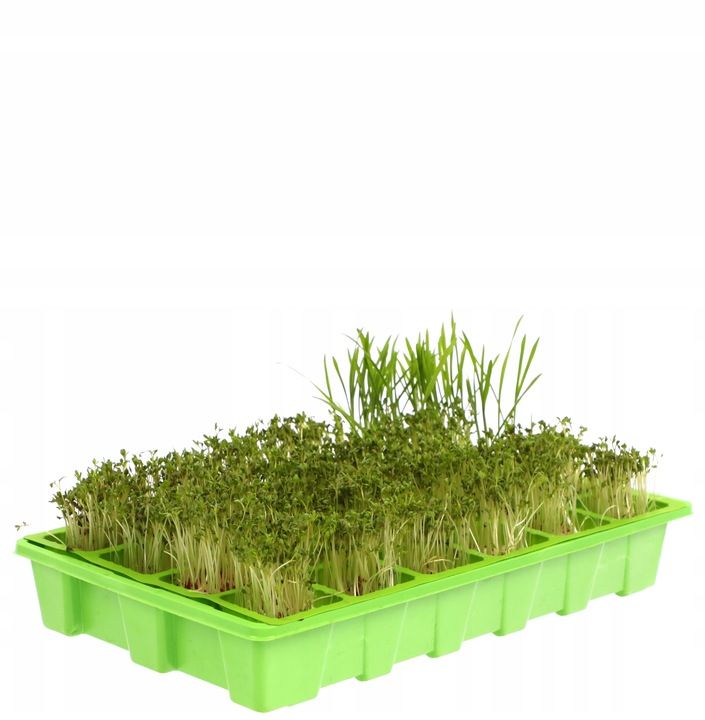 Mini Szklarnia Inspekt Do Kiełkowania Kiełkownik Rozsada 24 Komóry 5x5