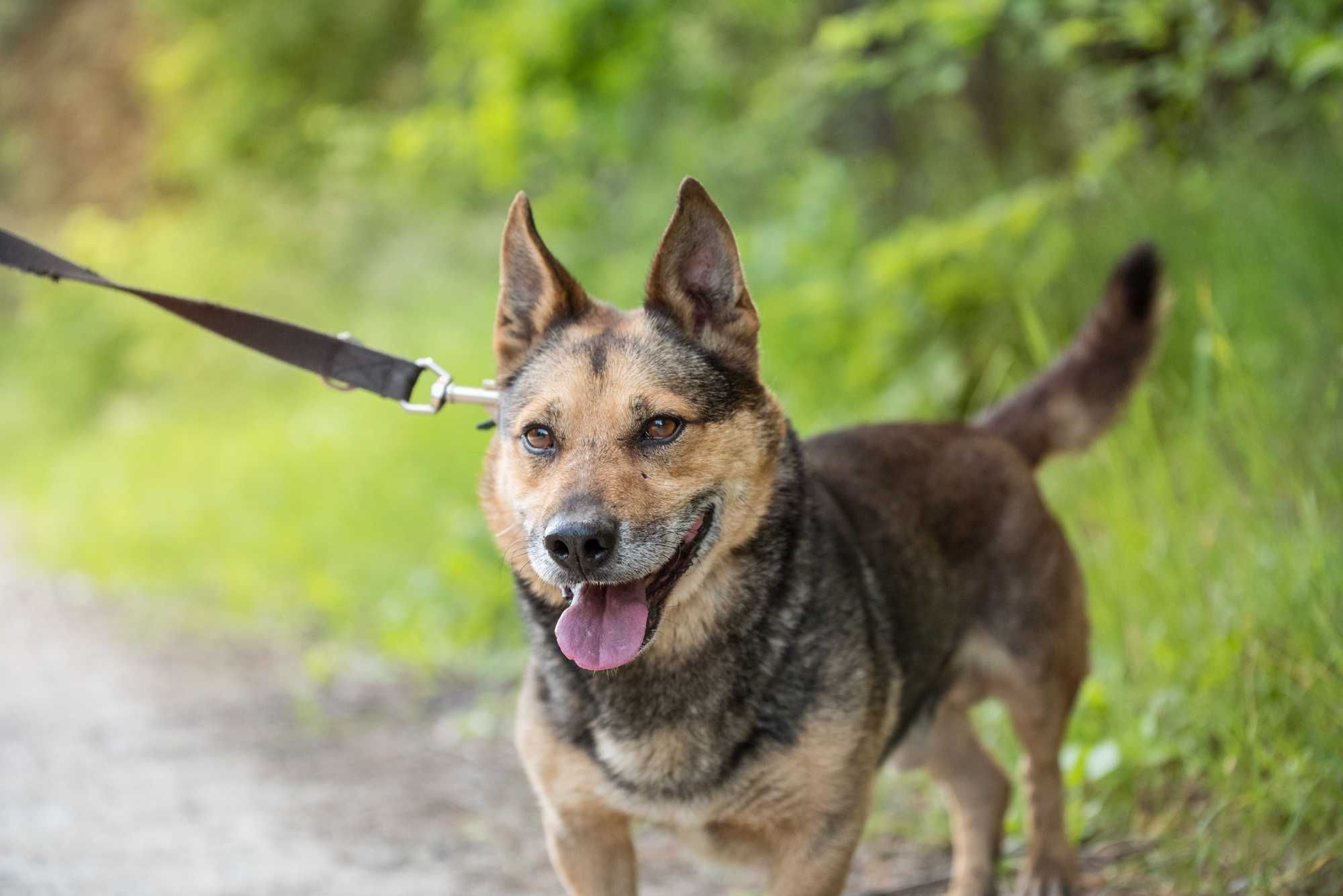 Zanzibar - cudny owczarek w ciele corgi