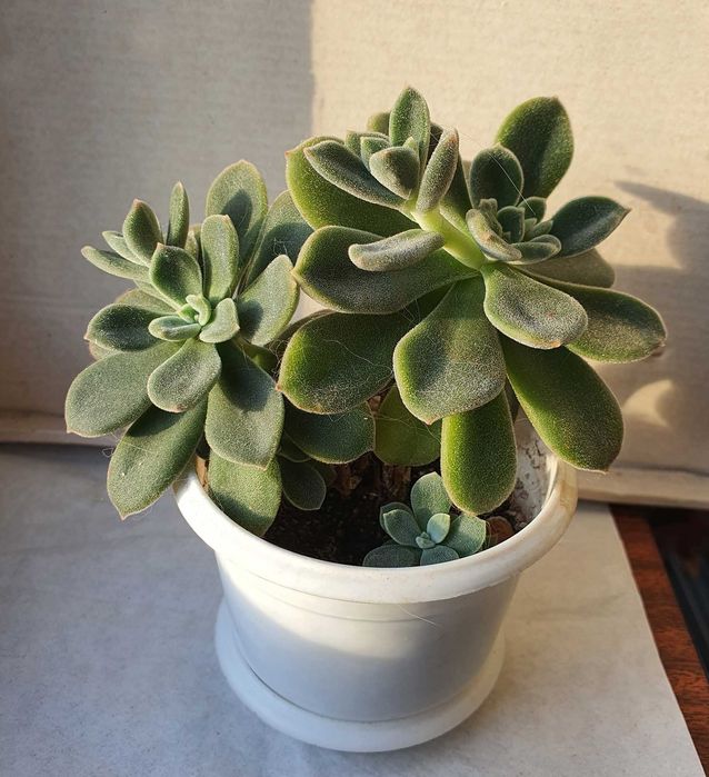 Суккуленты Эониум