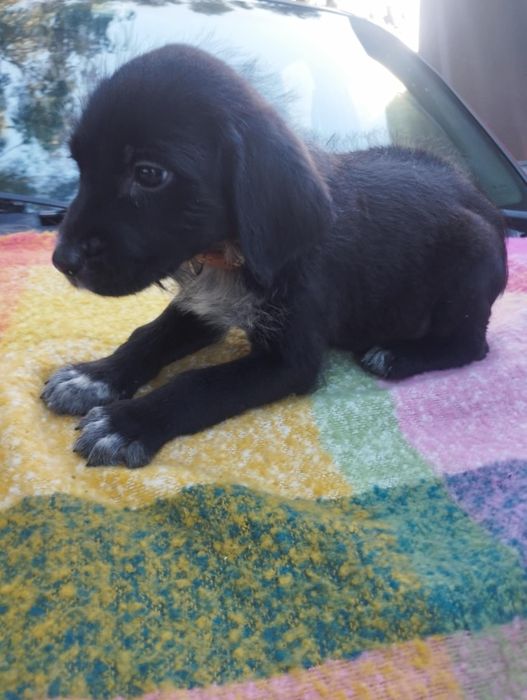 Valentim para adoção muito responsável