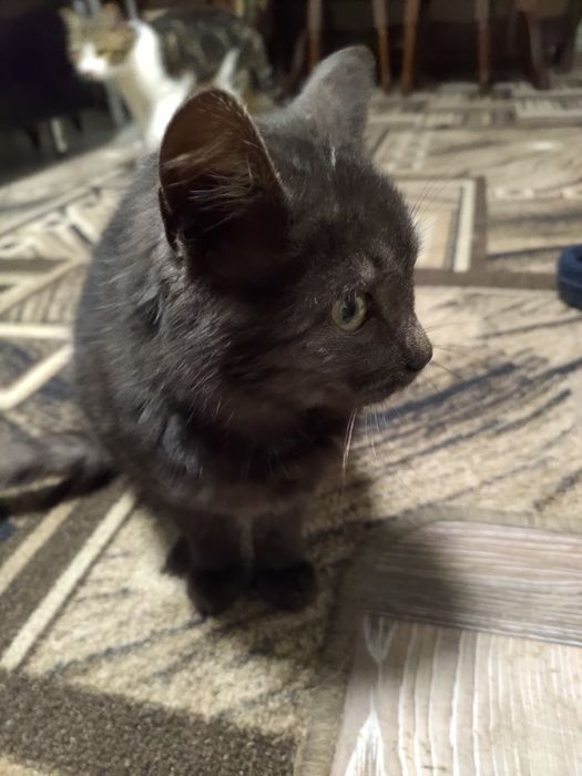 Віддам кошеня в добрі руки.