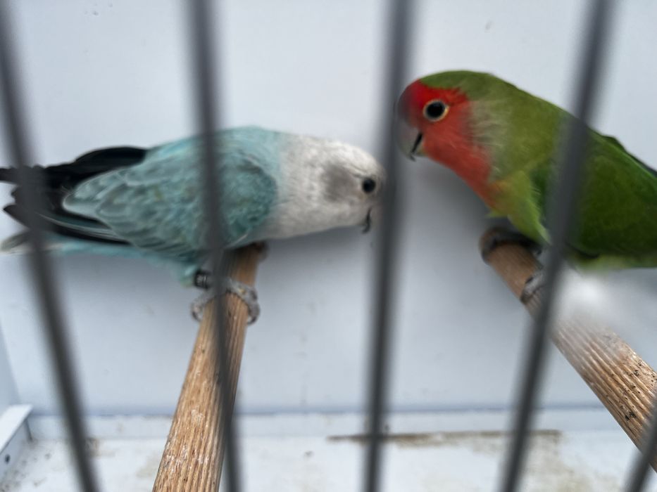 Casal de agapornis roseicollis longfeather