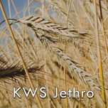 Żyto Hybrydowe KWS Jethro