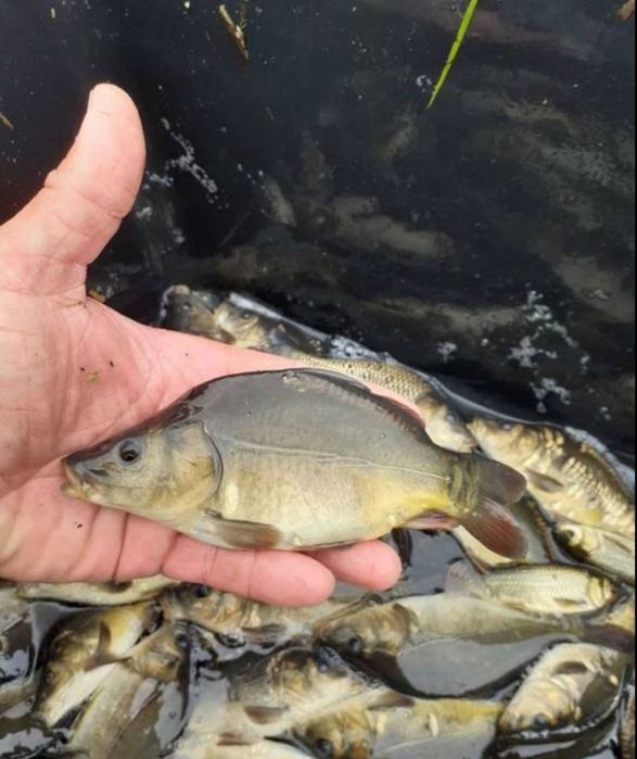 NARYBEK  KARPIA 15cm  możliwy transport