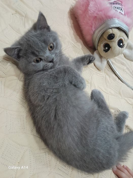 Шотландські кошенята