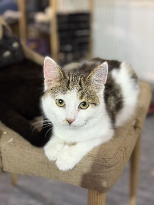 Кошеня Мурчик 3 місяці