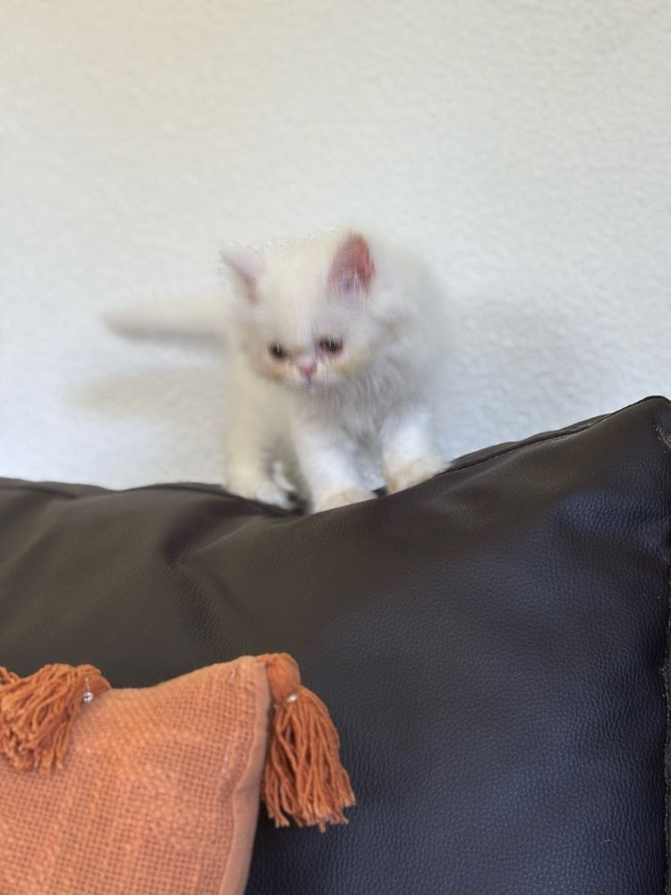 Gatinha persa linda