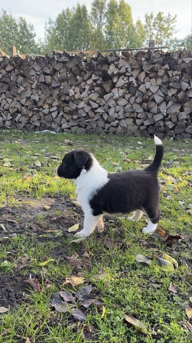 Szczaniak Border Collie
