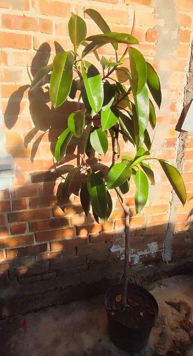 Фікус дерево 1,65 м вазон Еластика декора зелень фикус