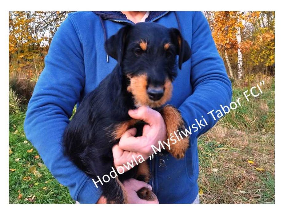 jagdterier- niemiecki terier myśliwski