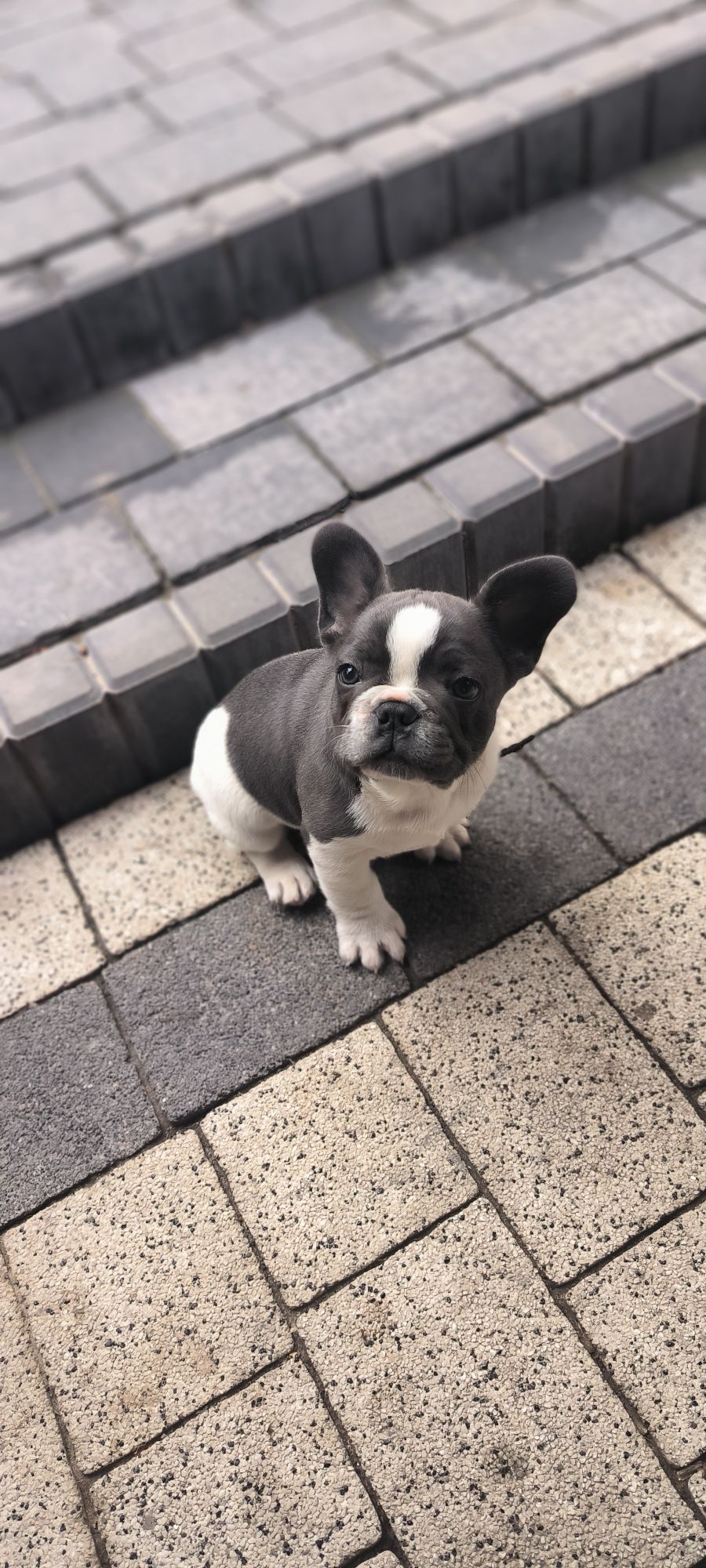 Buldog Francuski