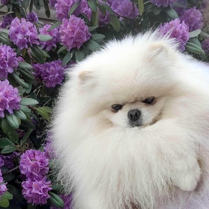 Szpic Miniaturowy Pomeranian Suczka ZkwP/FCI w typie Misia