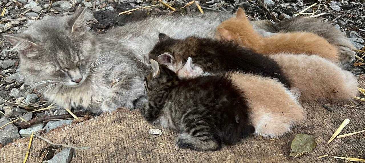 Віддам котенят безкоштовно - кошенята, котята, котики
