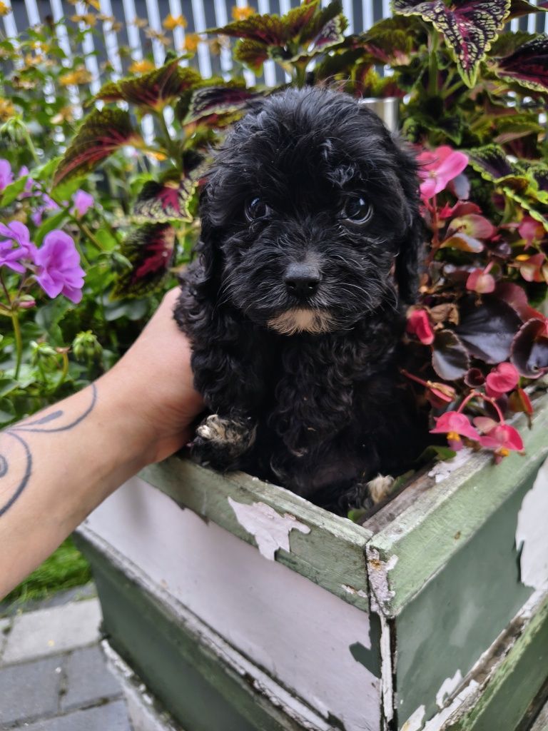 Cavapoo-Cavoodle Samiec o pięknym umaszczeniu do  odbioru !