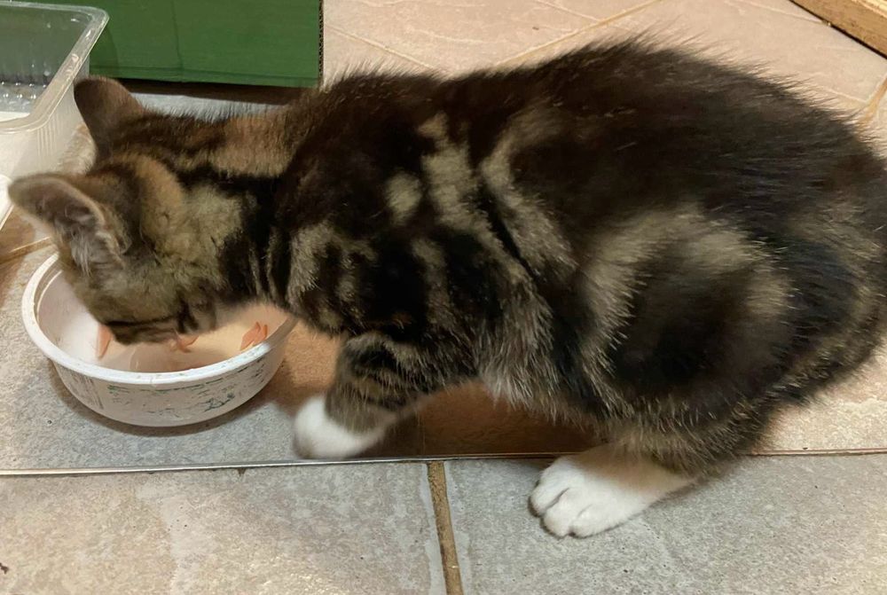 Mała kotka szuka domu