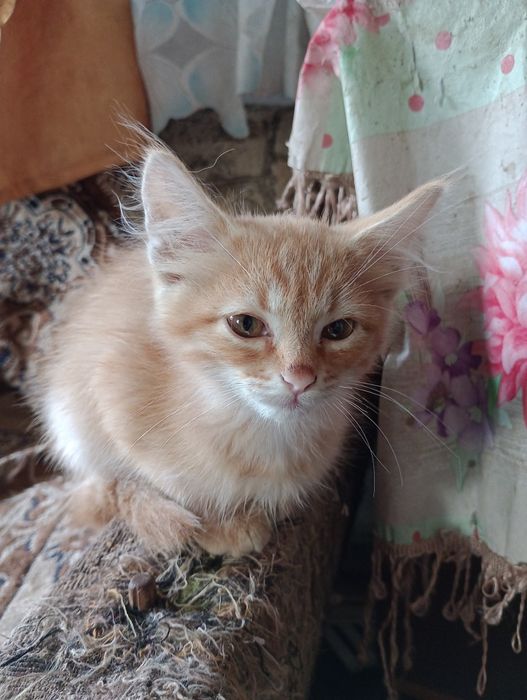 Отдам котят  в хорошим руки