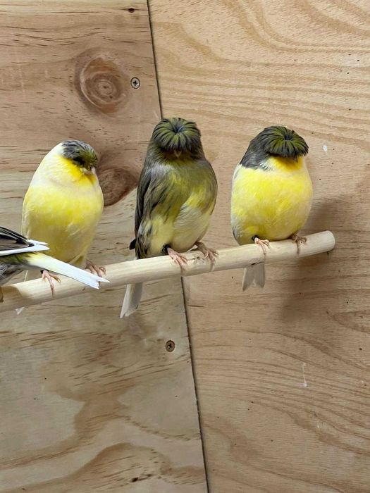 Kanarki GLOSTER KORONA i KONSORT - 2024r. i 2025r. - cena: 80-150zł