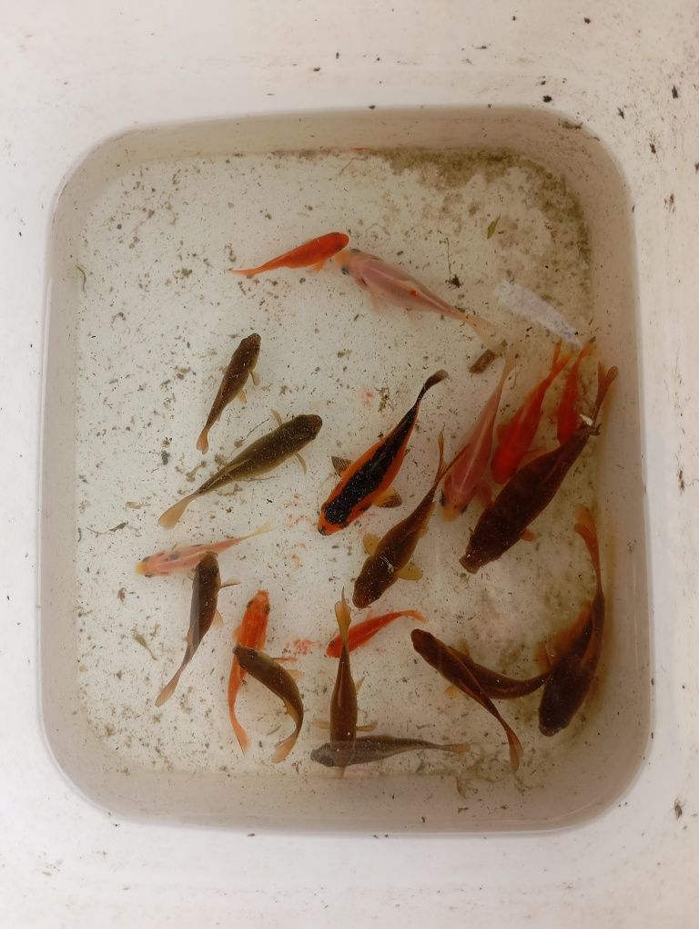 Cometas varis tamanhos e vazos com plantas aquaticas