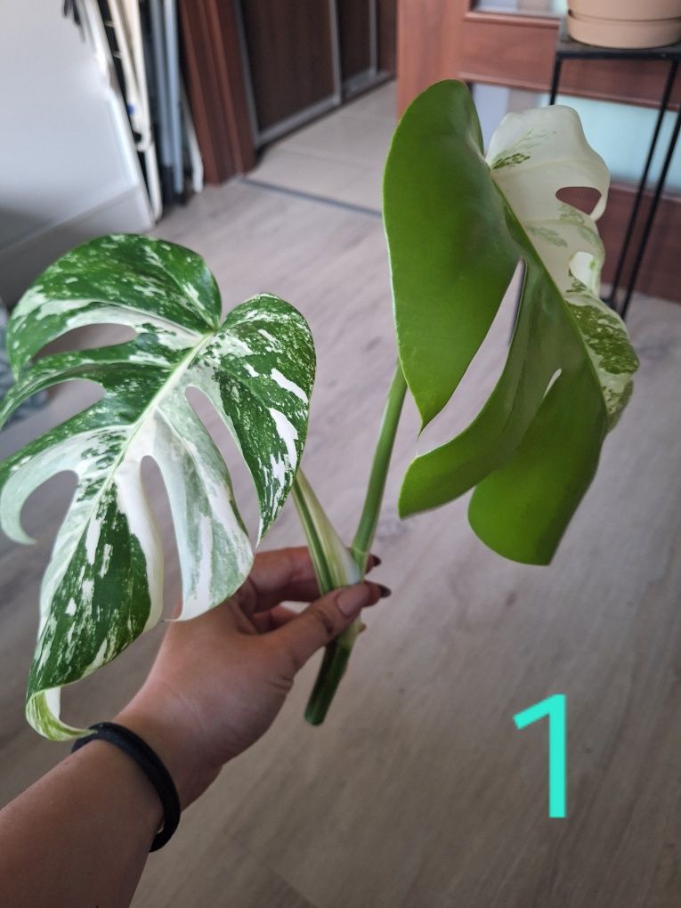 Monstera variegata