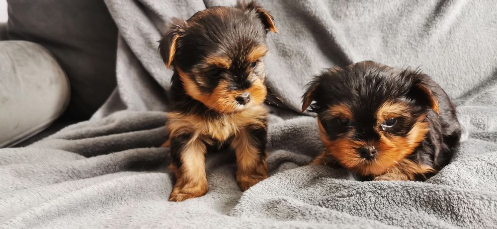 Yorkshire terrier piękny czekoladowo - złoty