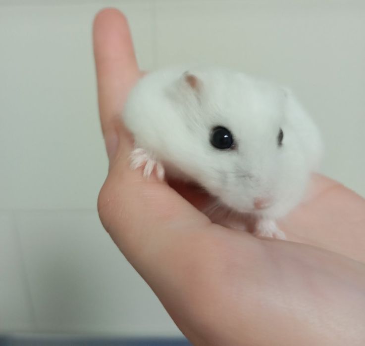 Джингарский хомячок,белоснежного окраса  10 месяцев