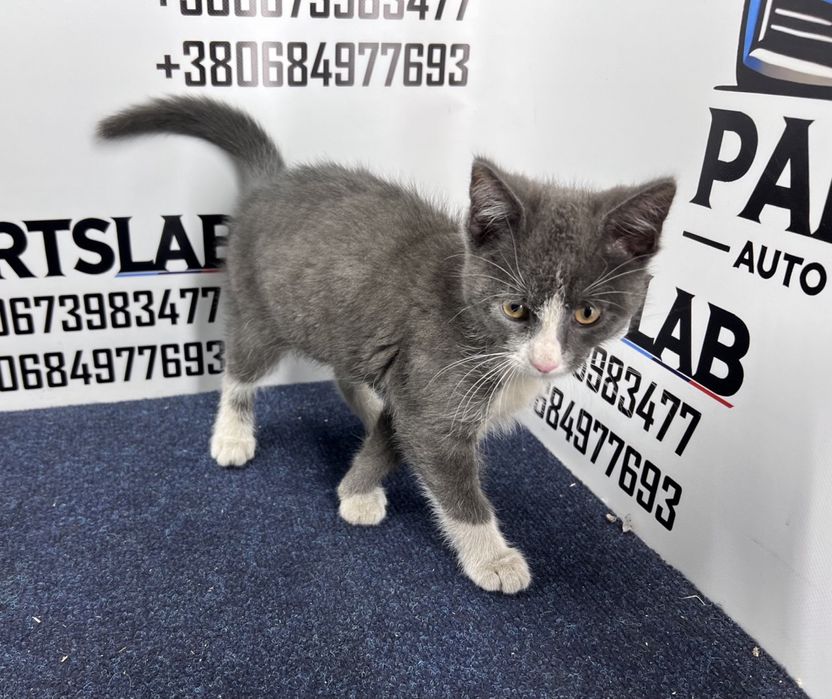 Маленький котик шукає родину!