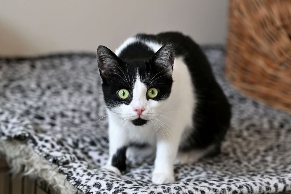 Wyjątkowa kotka Salsa szuka kochającego domu